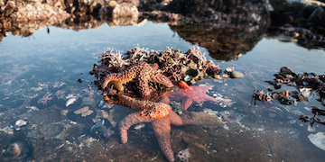 The best rockpooling spots in Britain