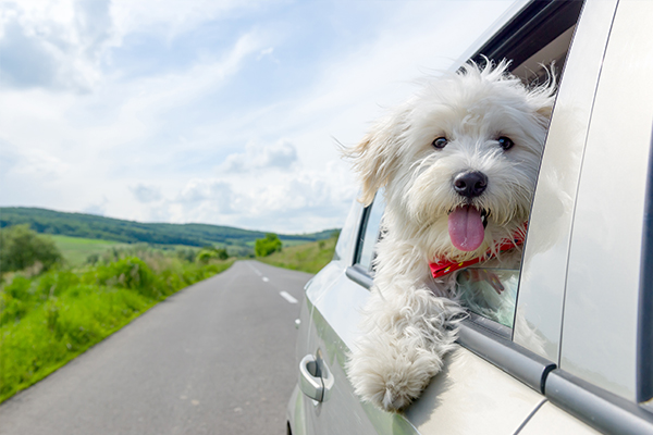 Go pet friendly they too can enjoy luxury