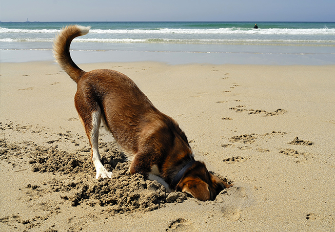 dog in sand
