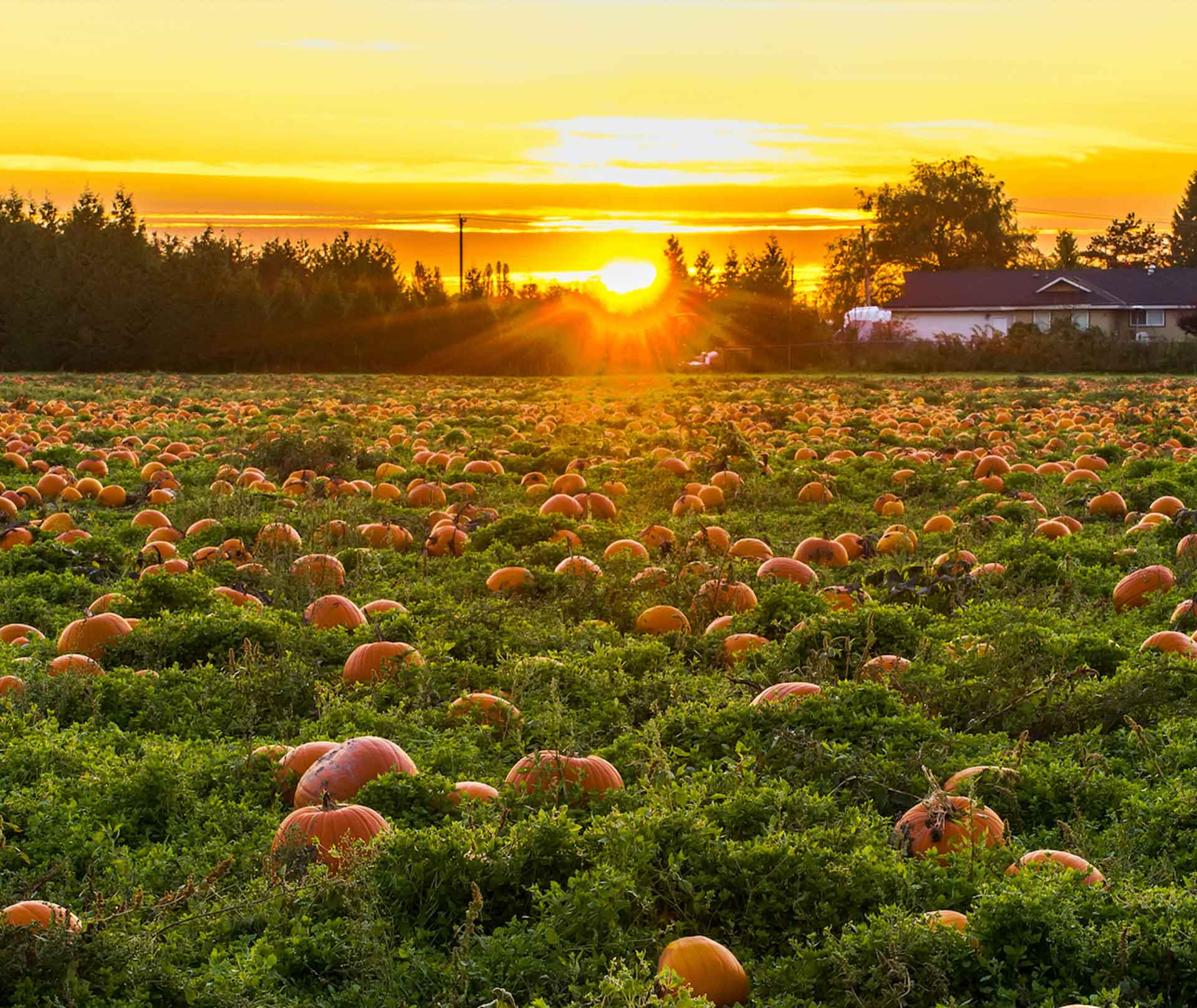 Halloween Spooktacular Giveaway - Find the Pumpkins! 